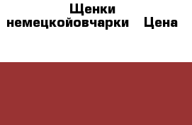 Щенки немецкойовчарки › Цена ­ 13 000 - Оренбургская обл., Грачевский р-н, Грачевка с. Животные и растения » Собаки   